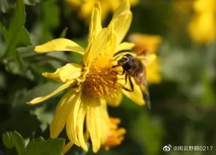 小蜜蜂造句子四年级下册,小蜜蜂造句子比喻人