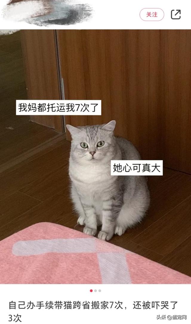 猫怎么寄到外地多少钱,猫咪怎么寄到外地一般多少钱