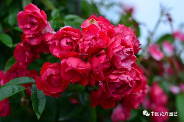 黄木香花为什么叫鬼招手的花,黄木香花为什么叫鬼招手的花呢