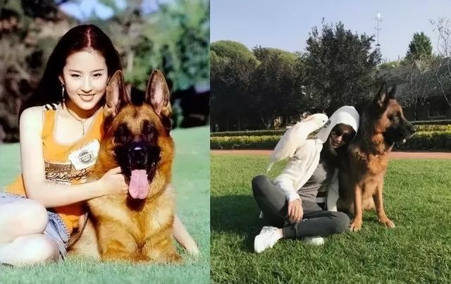 芳华被禁的真正原因是什么意思,芳华被禁的真正原因是什么呢