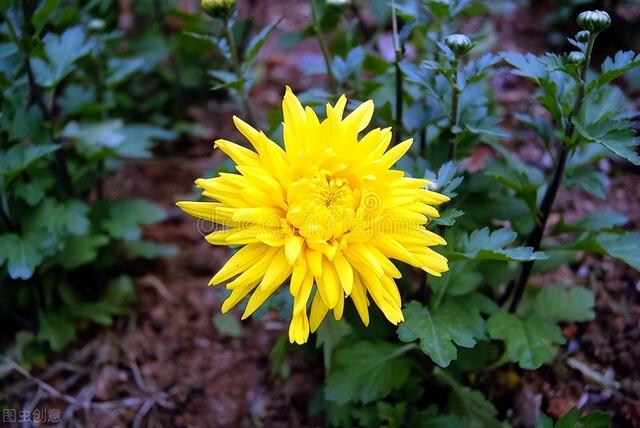 花中君子是哪四个字成语，花中君子是哪四个字成语呢