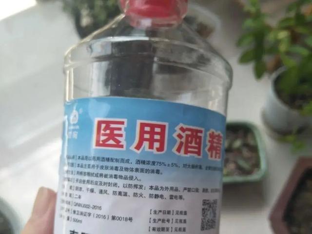 蚂蚁消灭最简单方法家里有，消灭蚂蚁最简单的方法