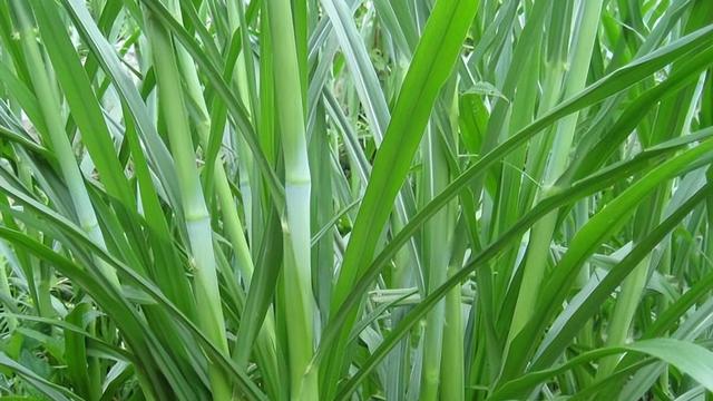 兔子一年可以繁殖几次小兔子,兔子一年可以繁殖几次小兔子呢