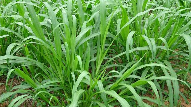 兔子一年可以繁殖几次小兔子,兔子一年可以繁殖几次小兔子呢