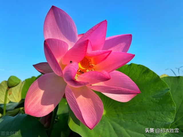 形容小女孩有灵气天真可爱的句子，形容小女孩有灵气天真可爱的词语