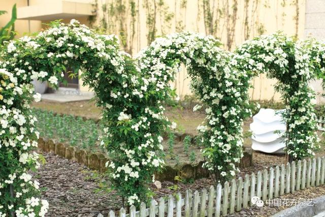 黄木香花为什么叫鬼招手的花,黄木香花为什么叫鬼招手的花呢