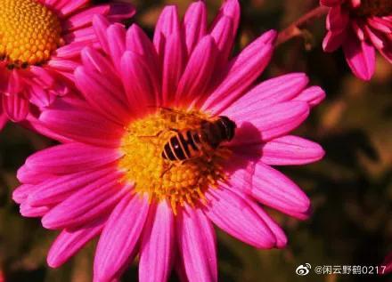 小蜜蜂造句子四年级下册,小蜜蜂造句子比喻人