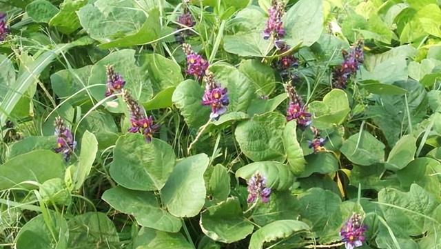 兔子一年可以繁殖几次小兔子,兔子一年可以繁殖几次小兔子呢