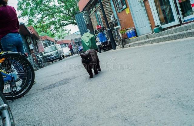 北京任加代出殡视频,北京任加代葬礼视频