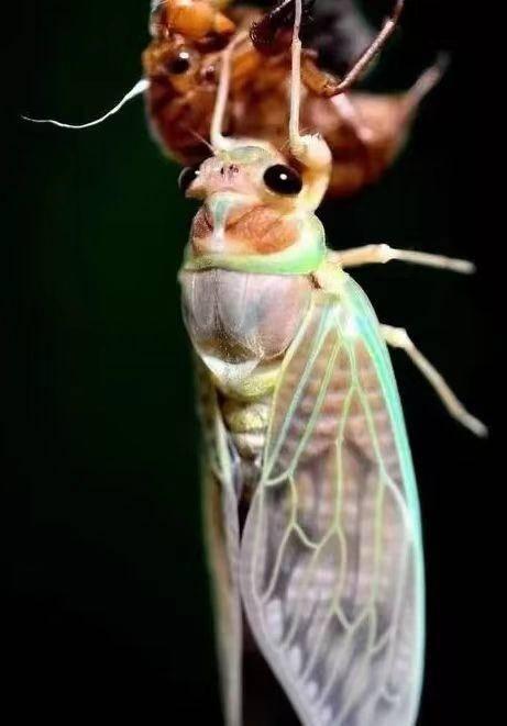 金蝉脱壳什么生肖，金蝉脱壳什么生肖动物