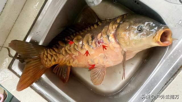 像鲫鱼没有鱼鳞的鱼是什么鱼,像鲫鱼没有鱼鳞的鱼是什么鱼图片