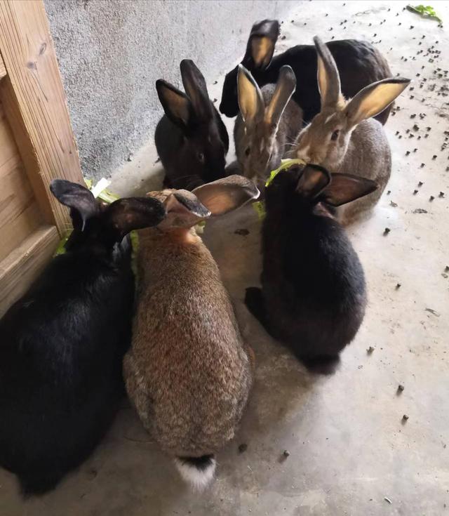 兔子一年可以繁殖几次小兔子,兔子一年可以繁殖几次小兔子呢