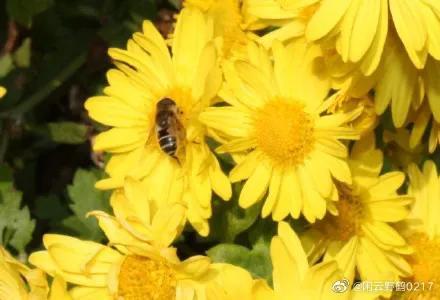 小蜜蜂造句子四年级下册,小蜜蜂造句子比喻人
