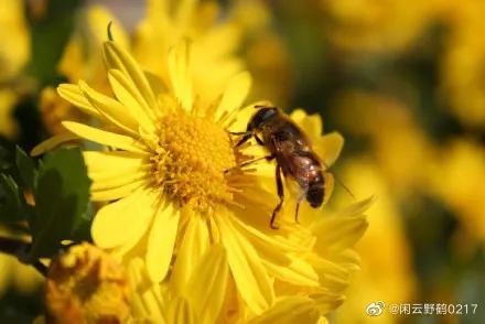 小蜜蜂造句子四年级下册,小蜜蜂造句子比喻人
