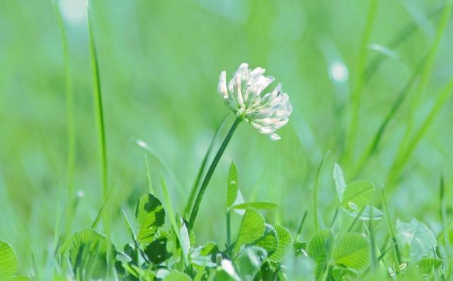 狮子座躲不掉的情劫2021,狮子座躲不掉的情劫2022