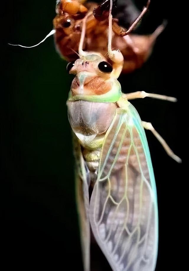 蝉的一生四阶段图片_简笔画,蝉的一生四阶段图片简笔画