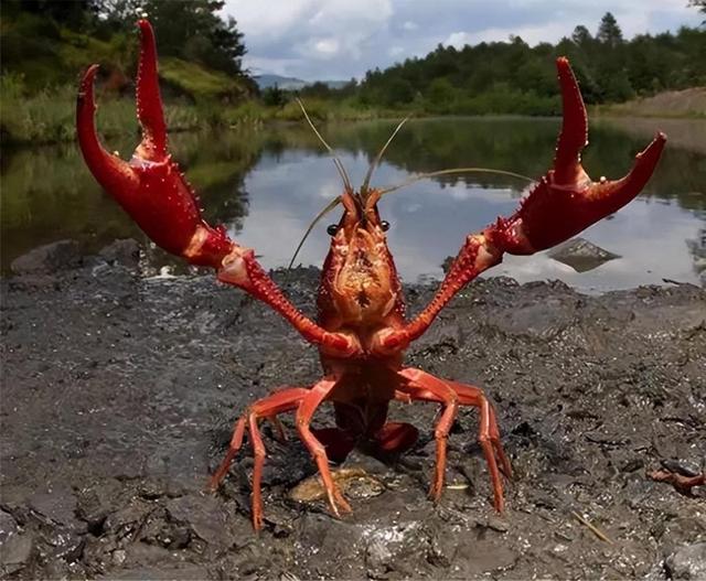 太阳鱼是海鱼还是淡水鱼可以吃的，太阳鱼是海鱼还是淡水鱼可以吃的嘛