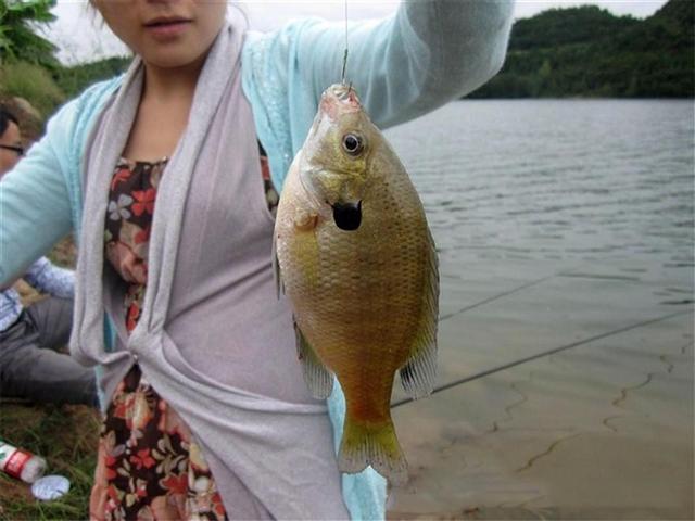 太阳鱼是海鱼还是淡水鱼可以吃的，太阳鱼是海鱼还是淡水鱼可以吃的嘛