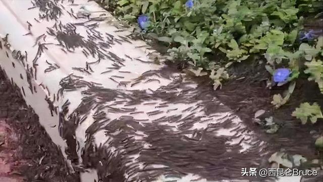 千足虫有毒吗，千足虫有毒吗