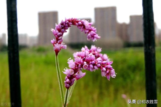 形容小女孩有灵气天真可爱的句子，形容小女孩有灵气天真可爱的词语