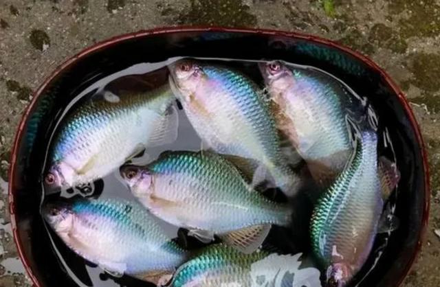 太阳鱼是海鱼还是淡水鱼可以吃的，太阳鱼是海鱼还是淡水鱼可以吃的嘛