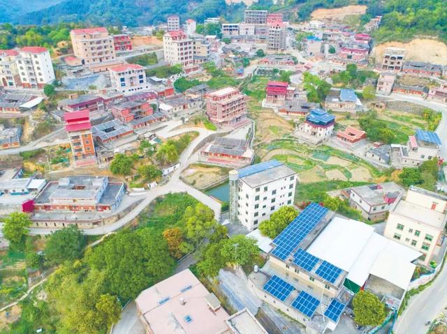 金线莲招商加盟市场前景怎么样,金线莲招商加盟市场前景怎么样啊