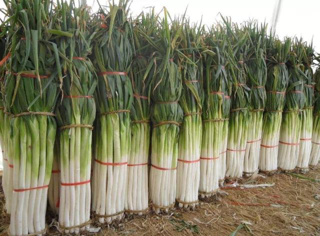 厂家招代理商免费铺货怎么写,厂家招代理商免费铺货怎么写文案