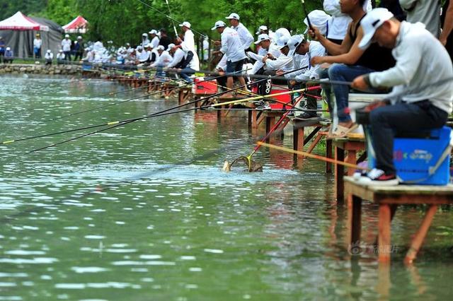 太阳鱼是海鱼还是淡水鱼可以吃的，太阳鱼是海鱼还是淡水鱼可以吃的嘛