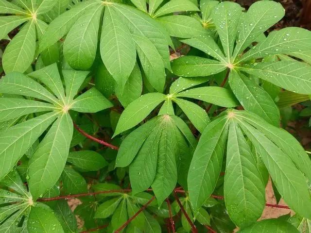 木薯粉在超市里叫什么名字来着,木薯粉在超市里叫什么名字呢