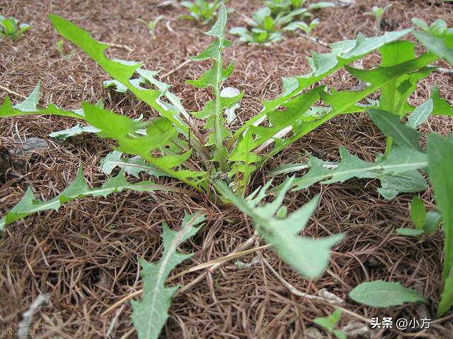 救荒本草是哪个朝代的人编撰的，救荒本草是哪个朝代的人编撰的书