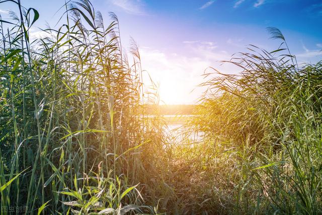 兔子一年可以繁殖几次小兔子,兔子一年可以繁殖几次小兔子呢