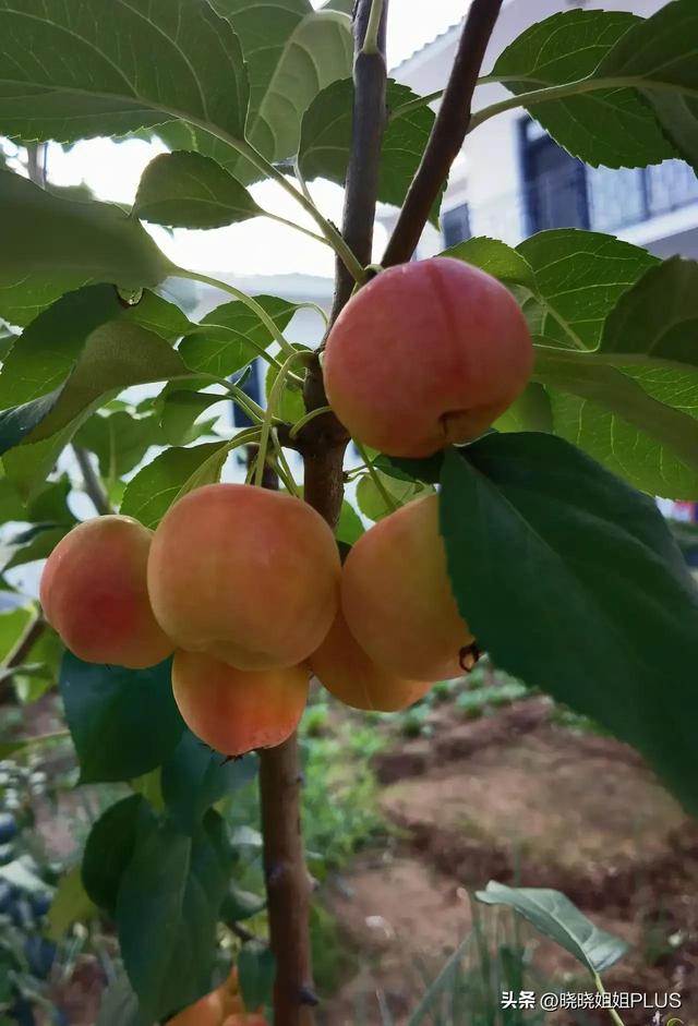 新疆南北两疆哪个治安好些,疆南和疆北哪个治安好治安