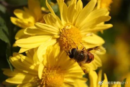 小蜜蜂造句子四年级下册,小蜜蜂造句子比喻人