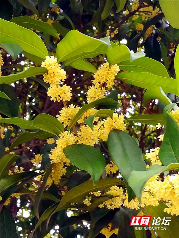 老公我想吃糖什么意思,老公我想吃糖什么意思啊