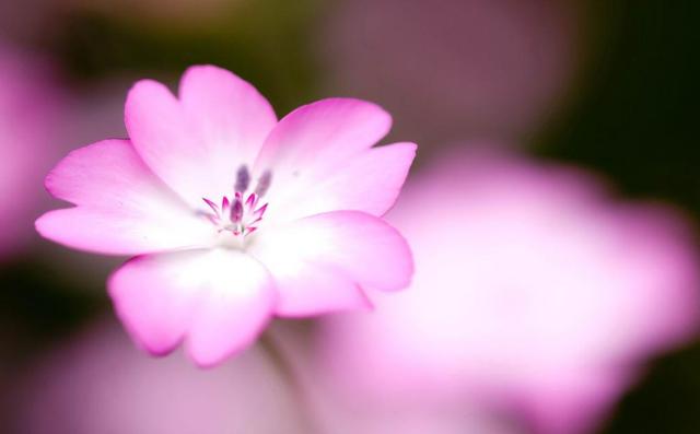 狮子座躲不掉的情劫2021,狮子座躲不掉的情劫2022