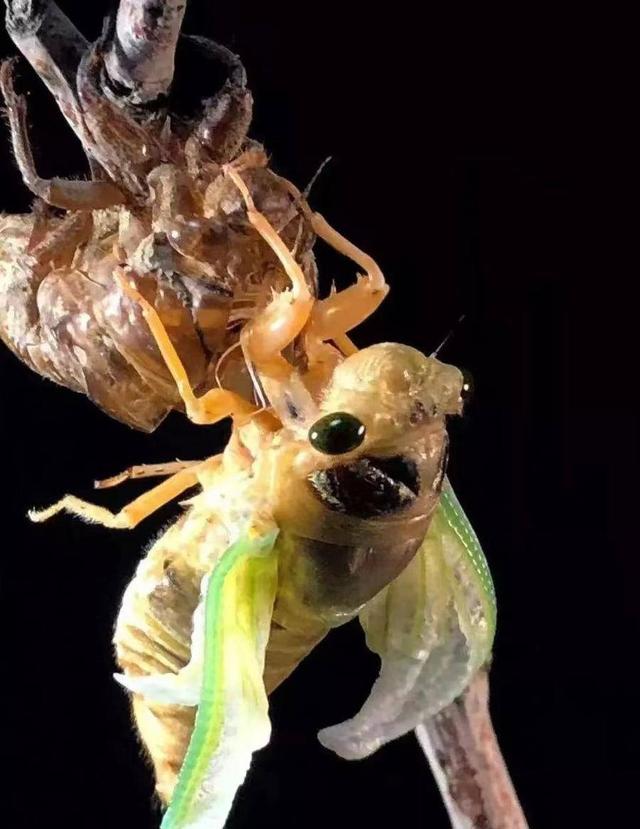 蝉的一生四阶段图片_简笔画,蝉的一生四阶段图片简笔画