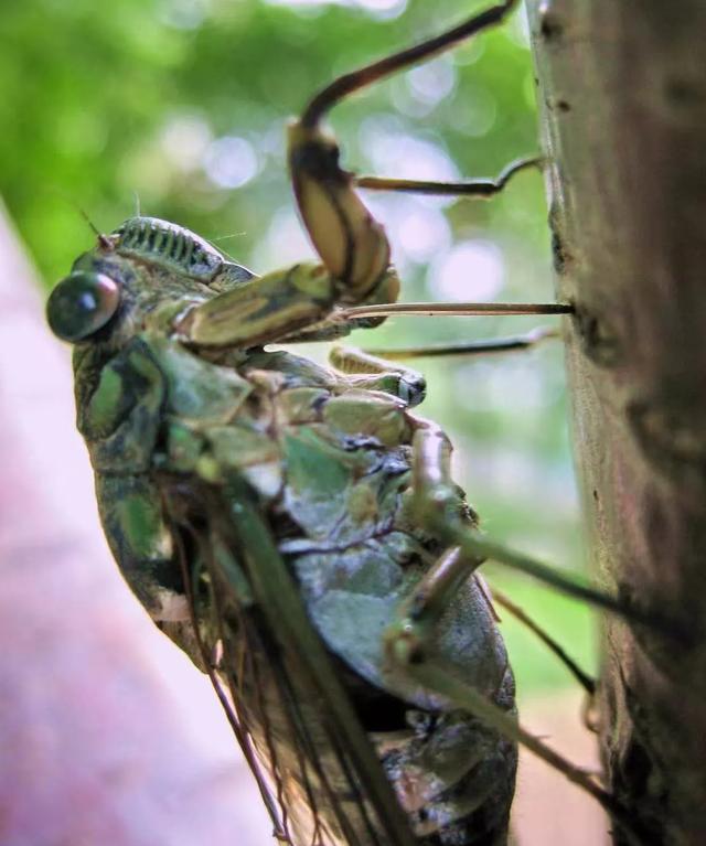 蝉的一生四阶段图片_简笔画,蝉的一生四阶段图片简笔画