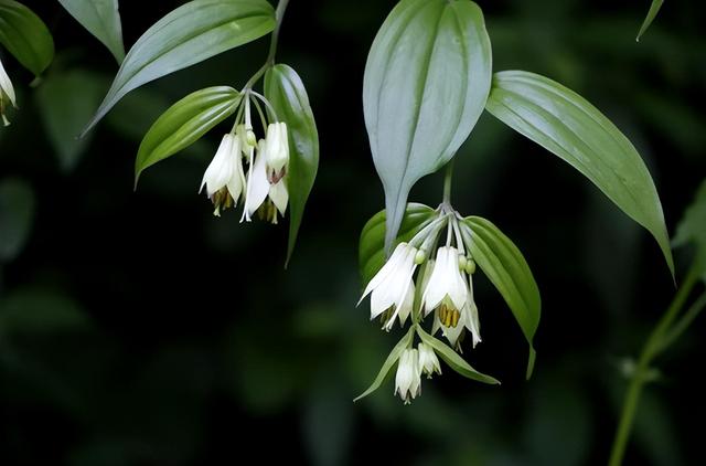 花中君子是哪四个字成语，花中君子是哪四个字成语呢
