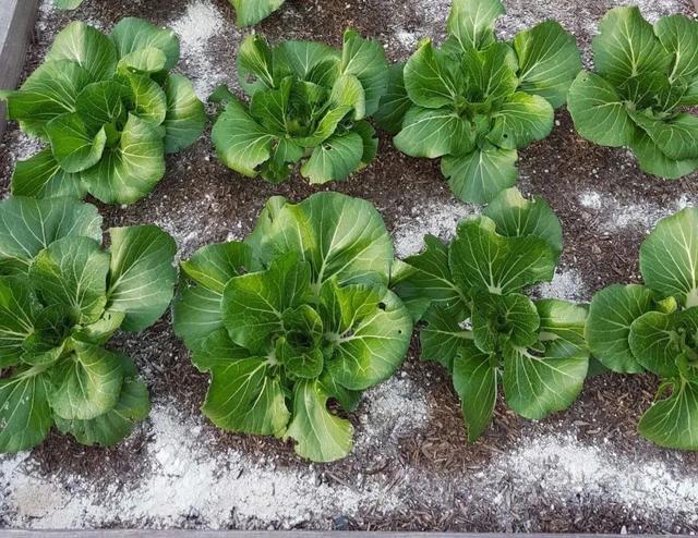 蚂蚁消灭最简单方法家里有，消灭蚂蚁最简单的方法