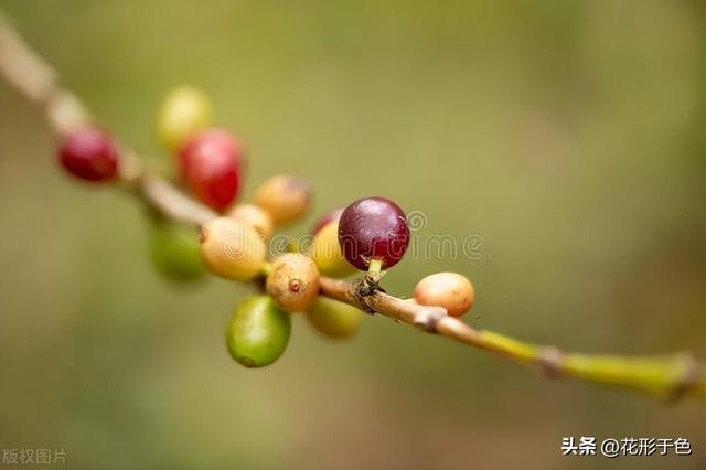 咖啡品种及口味图表,咖啡品种及口味图表高清