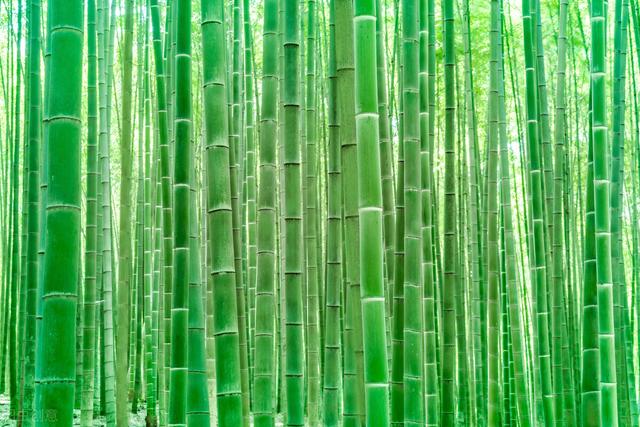 花中君子是哪四个字成语，花中君子是哪四个字成语呢