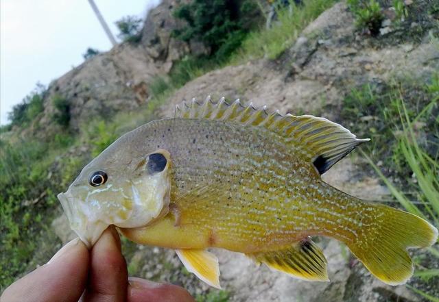 太阳鱼是海鱼还是淡水鱼可以吃的，太阳鱼是海鱼还是淡水鱼可以吃的嘛