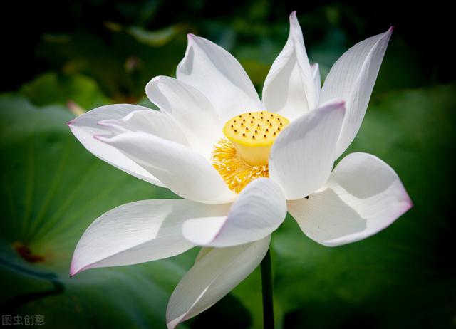 花中君子是哪四个字成语，花中君子是哪四个字成语呢