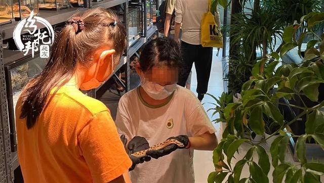 十块钱的无毒小宠物蛇在哪买,无毒的宠物蛇哪里买