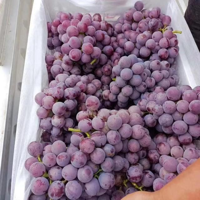 一亩田农产品批发可靠吗,洋槐花,一亩田农产品批发可靠吗安全吗