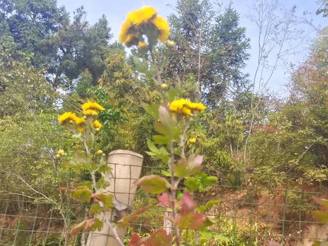 鲨鱼记账怎么赚钱鲨鱼记账兼职赚钱是真是假,鲨鱼记账怎么盈利