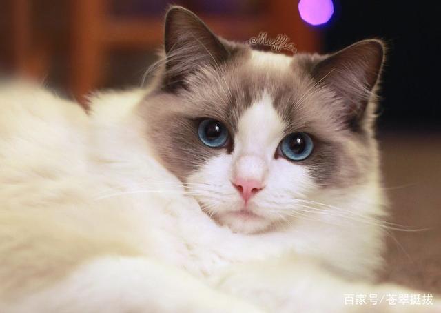 短毛猫品种及图片价格,短毛猫品种及图片黄色