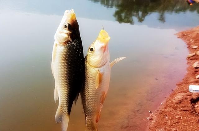 渔具店进货渠道有哪些,渔具店进货渠道有哪些视频