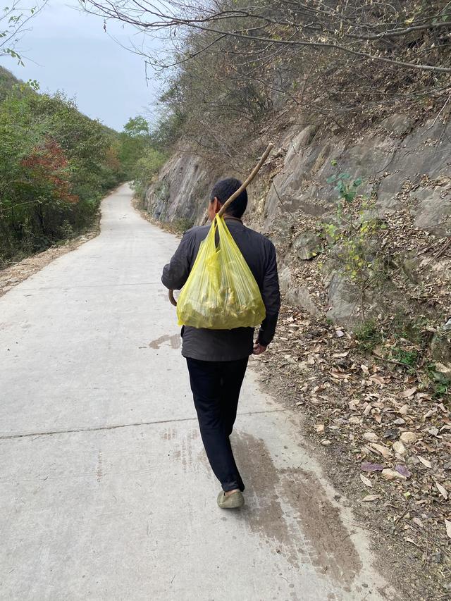 黄金药材价格多少钱一斤,黄金药材的价格