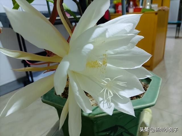 这一夜，你为我开、我为卿狂